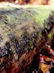 The Best Little Body